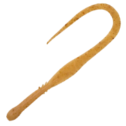 Jukusei Tairaba Aqua Kuwase Curly Slim