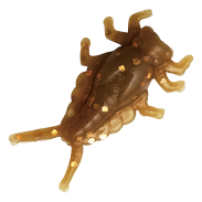 Dappy Mayfly