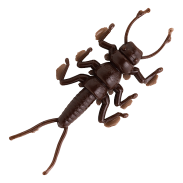 Dappy Stonefly